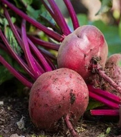 Not many are fond of this colorful unbeetable super food. Most of the people avoid eating this root and turn their noses up at beets, cause of its earthy taste. However, having a glass of beet juice twice or thrice a week has many health benefits. Beet is a brain food. If you wish to improve your brain health and brain functioning, beet root is the right food. It slows down the premature ageing of brain 😁
Light exercise and beet root combination is directly responsible for oxygen your brain gets. Beet has dilating effect on blood vessels and improves blood flow to brain. 