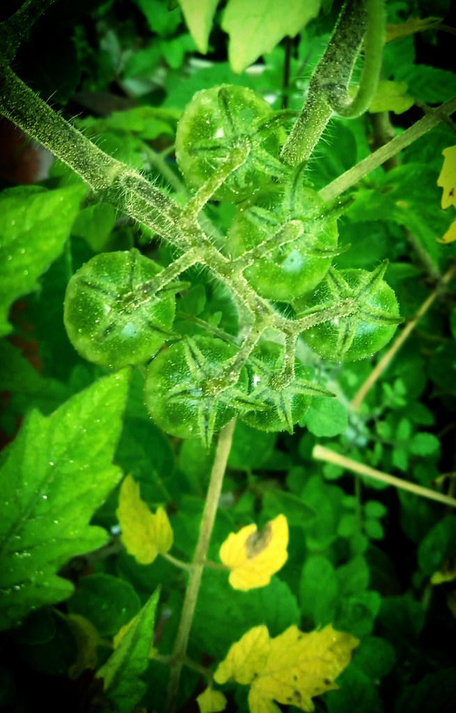 GREEN TOMATO #CHERRY #TOMATOES #HOME #GARDEN