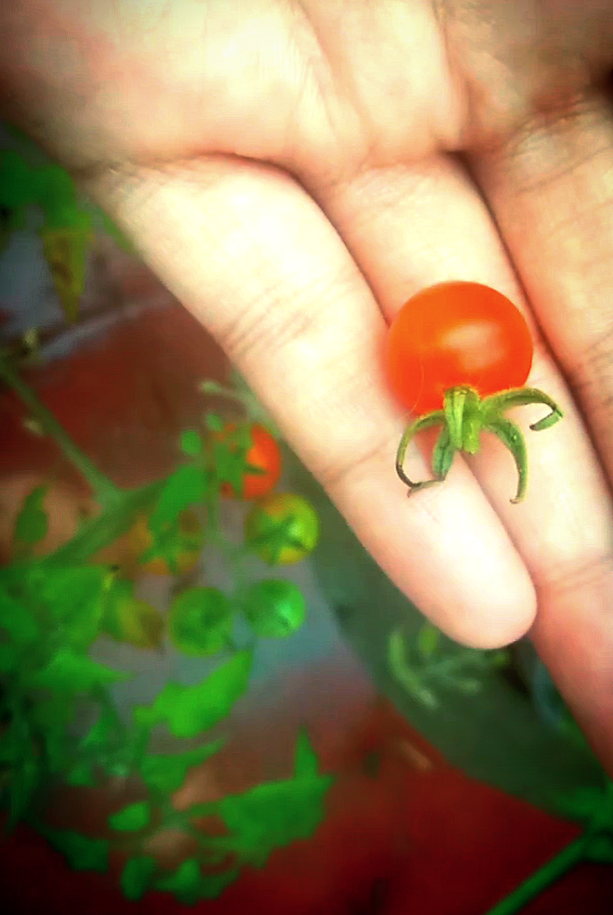 cherry tomatoes Cherry tomato from my garden. 

#organic #cherry #tomatoes #healthy #food #tasty #super #food