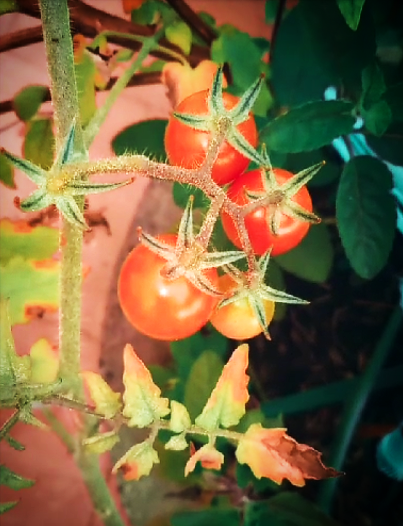 cherry tomatoes Cherry tomato from my garden. 

#organic #cherry #tomatoes #healthy #food #tasty #super #food