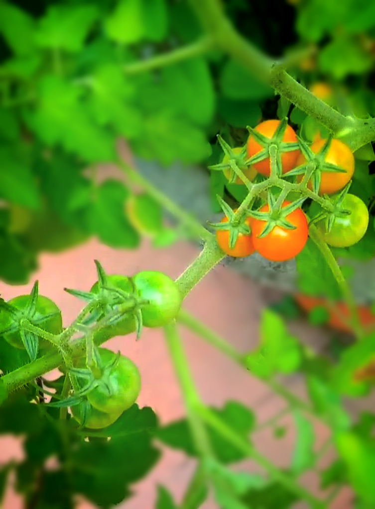 cherry tomatoes. Cherry tomato from my garden. 

#organic #cherry #tomatoes #healthy #food #tasty #super #food