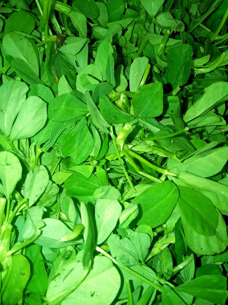 fenugreek. methi leaves. green vegetables

Covid variant, vegan diet, ,gluten free diet, food for vegan diet, Covid 19 diet plan, Immunity boosters, vegan pasta, Omicron variant south africa, how to recover from covid, 