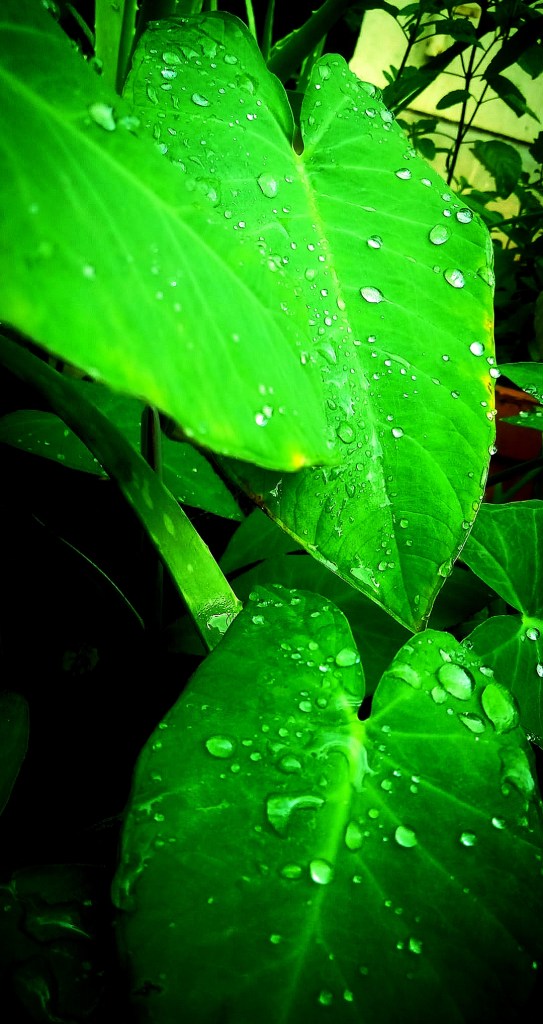 fenugreek. methi leaves. green vegetables. taro leaves

Covid variant, vegan diet, ,gluten free diet, food for vegan diet, Covid 19 diet plan, Immunity boosters, vegan pasta, Omicron variant south africa, how to recover from covid, 