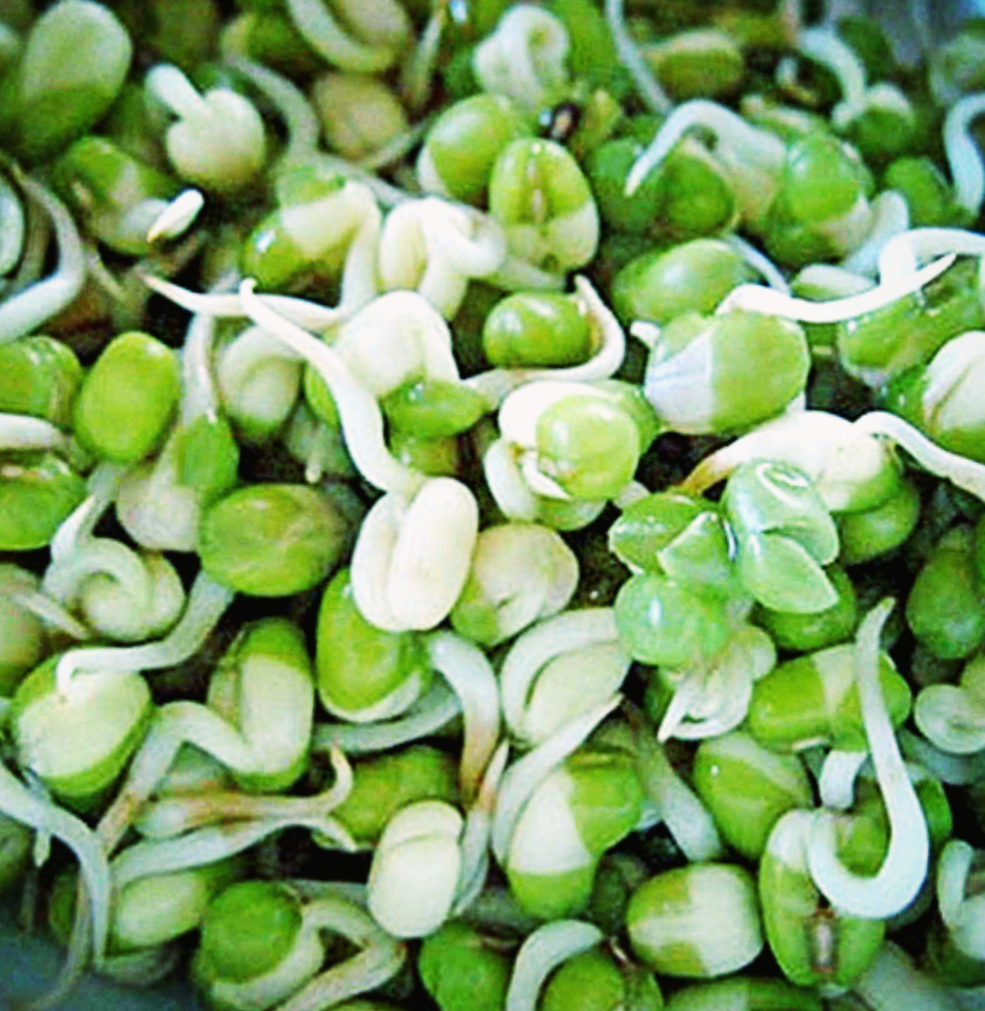 sprouts. healthy snacks
Covid variant, vegan diet, ,gluten free diet, food for vegan diet, Covid 19 diet plan, Immunity boosters, vegan pasta, Omicron variant south africa, how to recover from covid, 