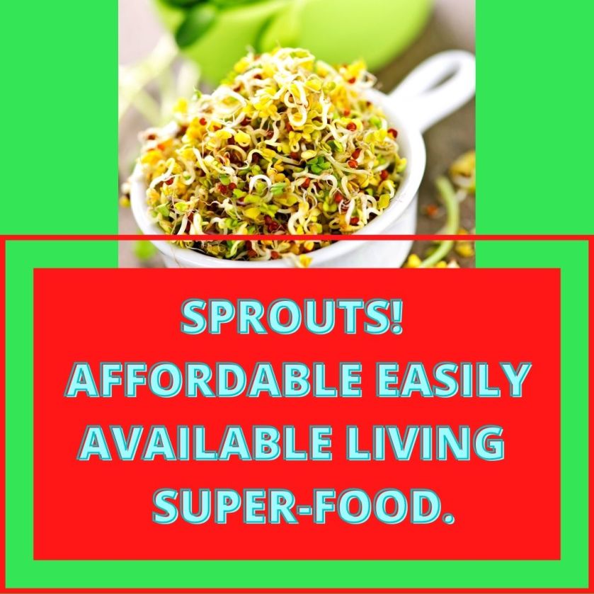 cheap superfood. sprouts. micro greens. affordable living food. benefits of eating sprouts