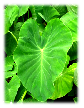 Covid variant, vegan diet, ,gluten free diet, food for vegan diet, Covid 19 diet plan, Immunity boosters, vegan pasta, Omicron variant south africa, how to recover from covid, 