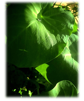 Covid variant, vegan diet, ,gluten free diet, food for vegan diet, Covid 19 diet plan, Immunity boosters, vegan pasta, Omicron variant south africa, how to recover from covid, 