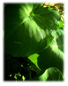 Covid variant, vegan diet, ,gluten free diet, food for vegan diet, Covid 19 diet plan, Immunity boosters, vegan pasta, Omicron variant south africa, how to recover from covid, 